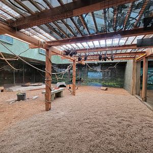 Columbus Zoo - Asia Quest, Bats and chevrotain exhibit