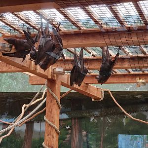 Columbus Zoo - Asia Quest, Large flying foxes