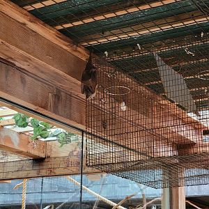 Columbus Zoo - Asia Quest, One golden-mantled flying fox