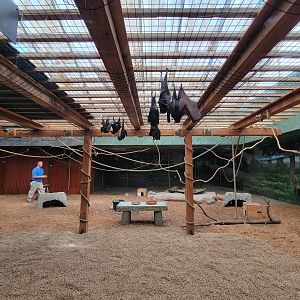 Columbus Zoo - Asia Quest, Bats and chevrotain exhibit