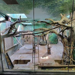 Columbus Zoo - Asia Quest, Silvered leaf monkey indoors