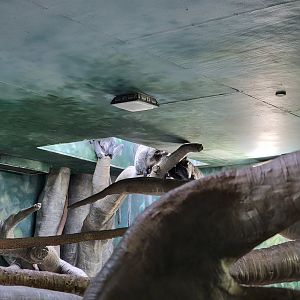 Columbus Zoo - Asia Quest, Silvered leaf monkey indoors getting some sun :)