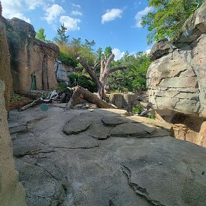 Columbus Zoo - Asia Quest, Sloth bear outdoors