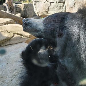 Columbus Zoo - Asia Quest, Sloth bear outdoors