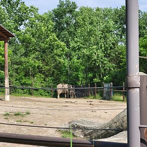 Columbus Zoo - Asia Quest, Asian elephants