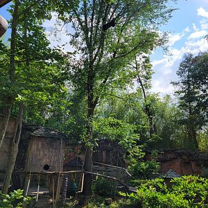 Columbus Zoo - Asia Quest, Red pandas