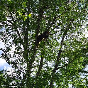 Columbus Zoo - Asia Quest, Red pandas