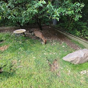 Columbus Zoo - Asia Quest Aviary, male Reeve's muntjac