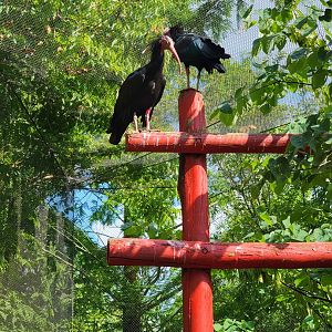 Columbus Zoo - Asia Quest Aviary, Noisy ibises