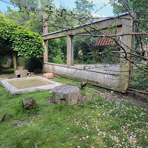 Columbus Zoo - Asia Quest Aviary, male Reeve's pheasant known for trying to escape and biting legs