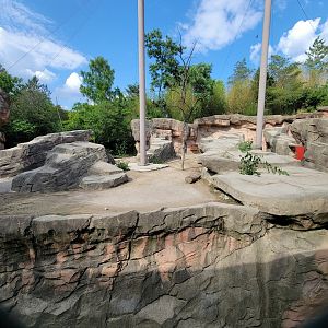 Columbus Zoo - Asia Quest, Markhor