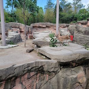 Columbus Zoo - Asia Quest, Three-legged Markhor