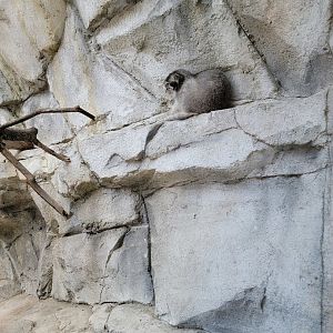 Columbus Zoo - Asia Quest, Pallas's cat