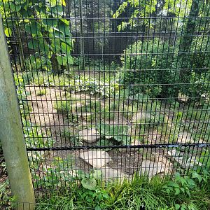 Columbus Zoo - Asia Quest, Red-crowned cranes (and cottontails!)