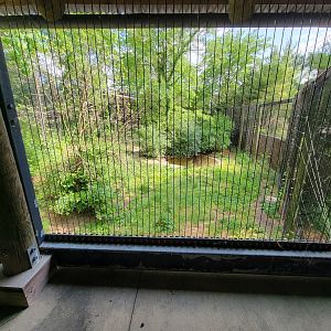 Columbus Zoo - Asia Quest, Cheetah (formerly tiger)