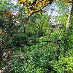 Columbus Zoo - Asia Quest, Cheetah (formerly tiger)