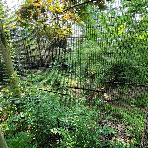 Columbus Zoo - Asia Quest, Cheetah (formerly tiger)