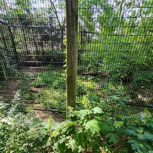 Columbus Zoo - Asia Quest, Cheetah (formerly tiger)