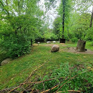 Columbus Zoo - North America, Trumpeter swans