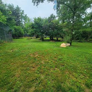 Columbus Zoo - North America, Mexican gray wolves