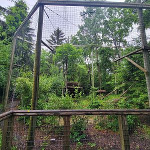 Columbus Zoo - North America, Bald eagle