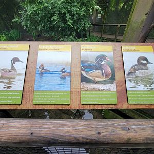 Columbus Zoo - North America Songbird Aviary signs, Northern pintail - hooded merganser - wood duck - bufflehead