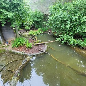Columbus Zoo - North America Songbird Aviary