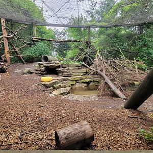 Columbus Zoo - North America, Wolverines