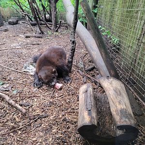 Columbus Zoo - North America, Wolverines