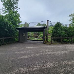 Columbus Zoo - North America, Mountain lions