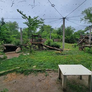 Columbus Zoo - North America, Mountain lions