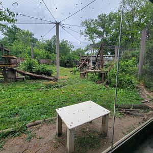 Columbus Zoo - North America, Mountain lions