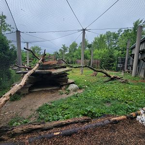 Columbus Zoo - North America, Mountain lions