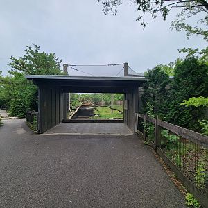Columbus Zoo - North America, Mountain lions