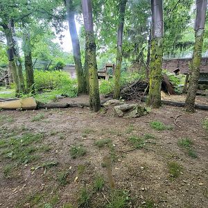 Columbus Zoo - North America, Black bears