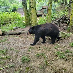 Columbus Zoo - North America, Black bears