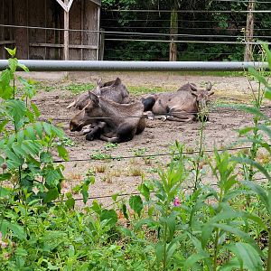 Columbus Zoo - North America, Moose, the one-year-olds
