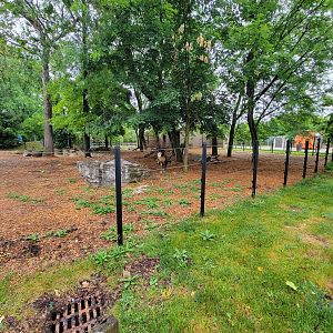 Columbus Zoo - North America, Reindeer