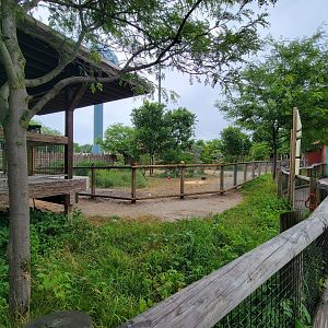 Columbus Zoo - Heart of Africa, ostriches
