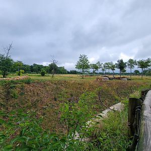 Columbus Zoo - Heart of Africa, lions (foreground) and ungulates (background)