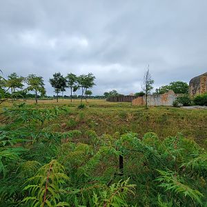 Columbus Zoo - Heart of Africa, lions (foreground) and ungulates (background)