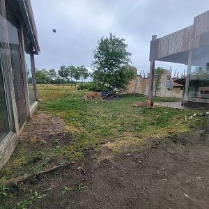 Columbus Zoo - Heart of Africa, Lions