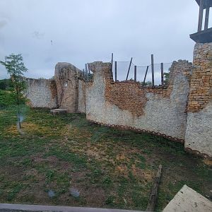 Columbus Zoo - Heart of Africa, Lions