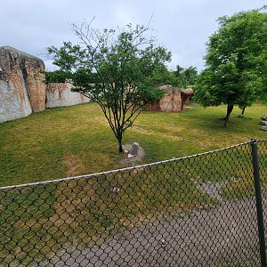 Columbus Zoo - Heart of Africa, Rotational watering hole, spotted hyenas out