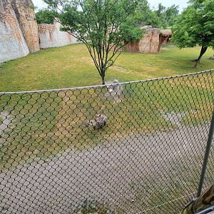 Columbus Zoo - Heart of Africa, Rotational watering hole, spotted hyenas out