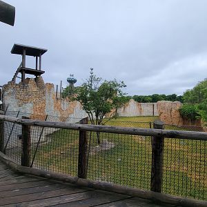 Columbus Zoo - Heart of Africa, Rotational watering hole, spotted hyenas out