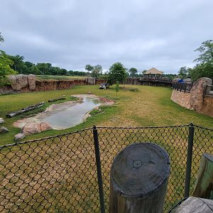 Columbus Zoo - Heart of Africa, Rotational watering hole, spotted hyenas out