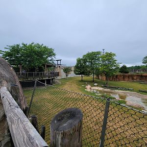 Columbus Zoo - Heart of Africa, Rotational watering hole, spotted hyenas out
