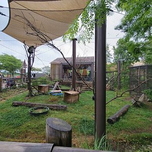 Columbus Zoo - Heart of Africa, Vervet monkeys