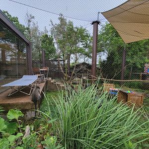 Columbus Zoo - Heart of Africa, Vervet monkeys